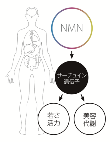 NMN-代謝が上がる